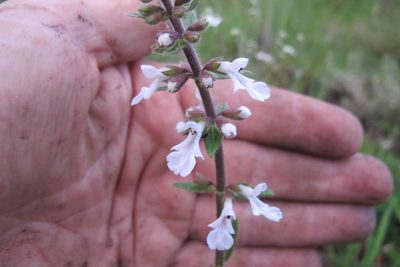 Stachys sessilis, photographed by James Deacon