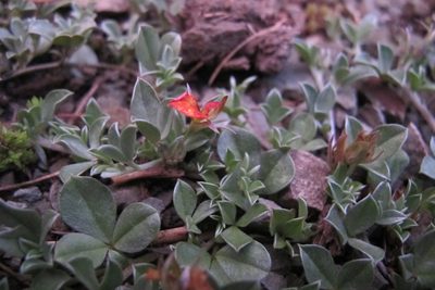 Lotononis laxa, photographed by James Deacon