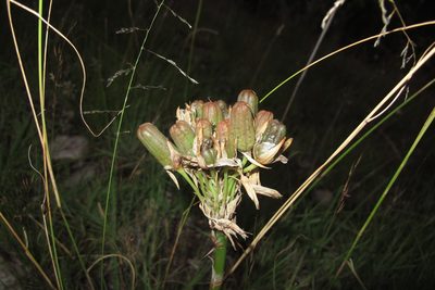 Aloe ecklonis, photographed by James Deacon