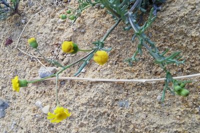 Senecio glaucus, photographed by ajott