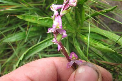 Disperis tysonii, photographed by James Deacon