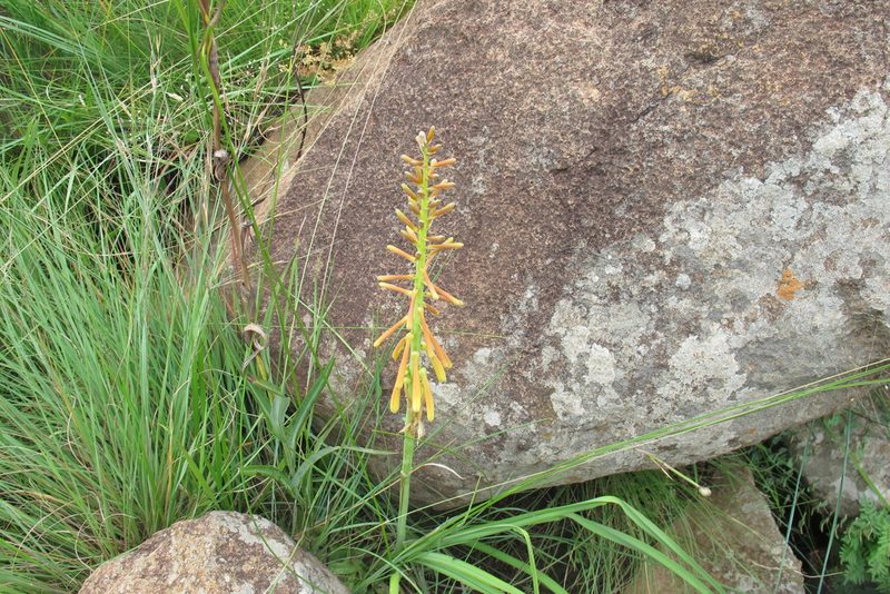 Kniphofia laxiflora, photographed by James Deacon