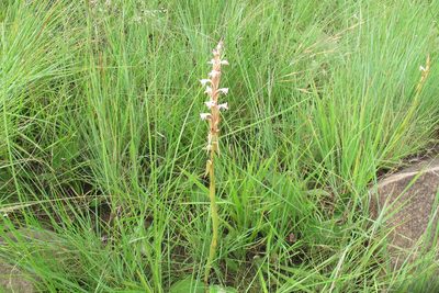 Satyrium longicauda, photographed by James Deacon