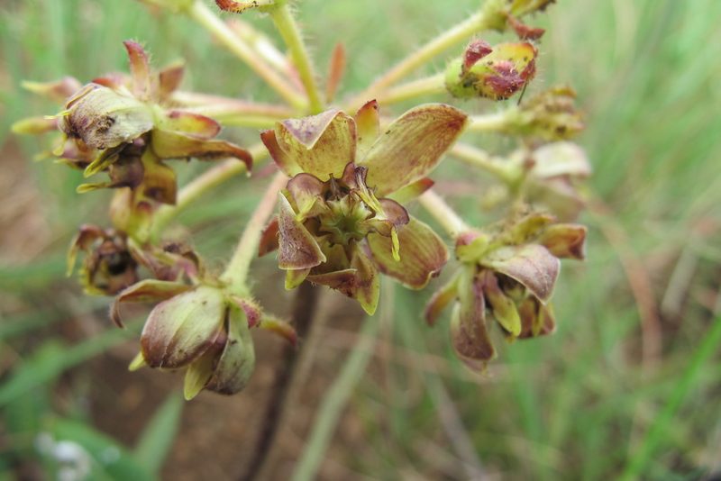 Asclepias macropus, photographed by James Deacon