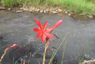 Hesperantha coccinea, photographed by James Deacon