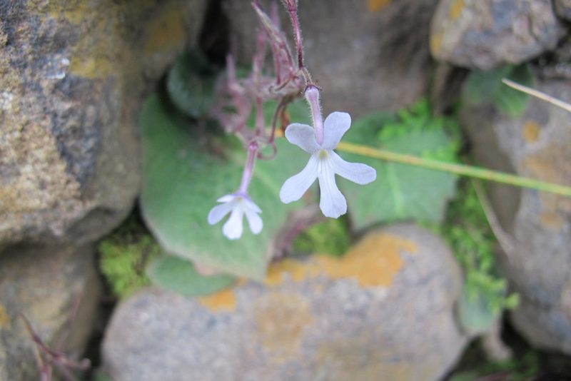 Streptocarpus pentherianus, photographed by James Deacon