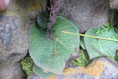 Streptocarpus pentherianus, photographed by James Deacon