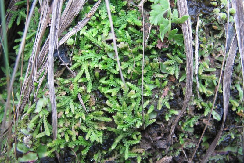 Selaginella mittenii, photographed by James Deacon