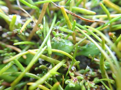 Myriophyllum votschii, photographed by Arnim Littek