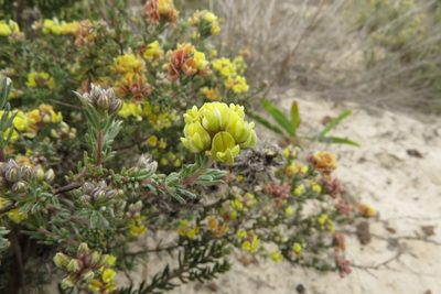 Aspalathus albens, photographed by Paul Emms