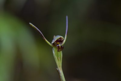 Orthoceras novae-zeelandiae, photographed by Christopher Stephens