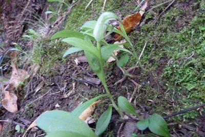 Pterostylis areolata, photographed by Colin Meurk