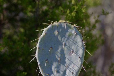 Opuntia orbiculata, photographed by Michelle W. （鍾偉瑋）