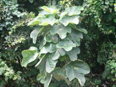 Jatropha peltata, photographed by Francisco Farriols Sarabia