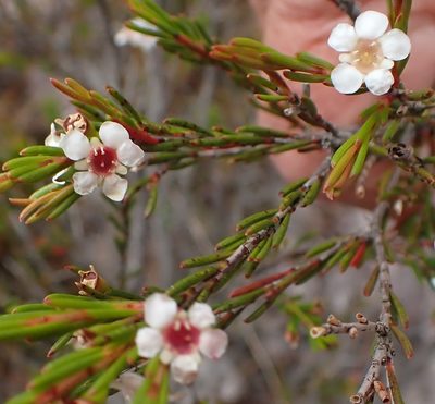 Baeckea leptocaulis, photographed by corunastylis