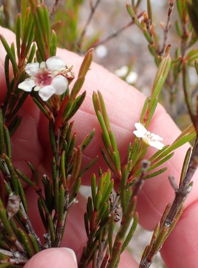 Baeckea leptocaulis, photographed by corunastylis