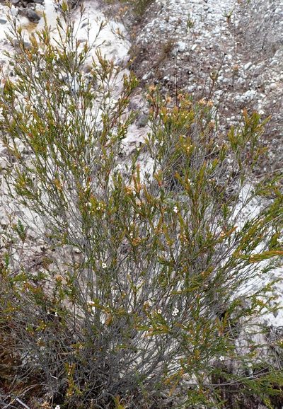 Baeckea leptocaulis, photographed by corunastylis