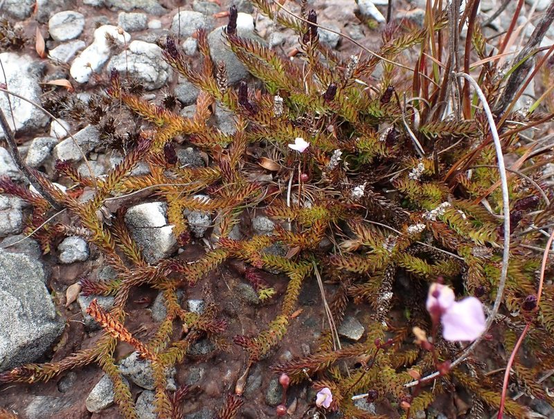 Lateristachys diffusa, photographed by corunastylis