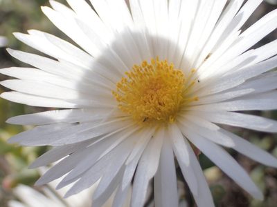 Lampranthus watermeyeri, photographed by Peter Warren