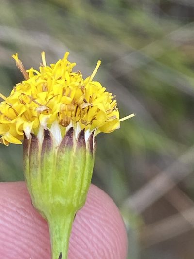 Senecio othonniflorus, photographed by Dave U