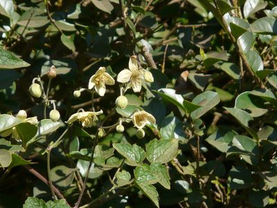 Clematis wightiana, photographed by Dinesh Valke
