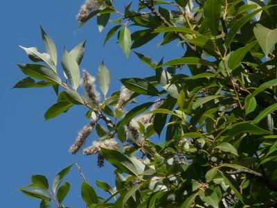 Salix tetrasperma, photographed by Dinesh Valke