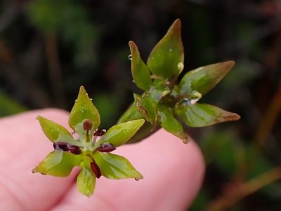 Campynema lineare, photographed by corunastylis