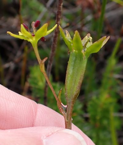 Campynema lineare, photographed by corunastylis