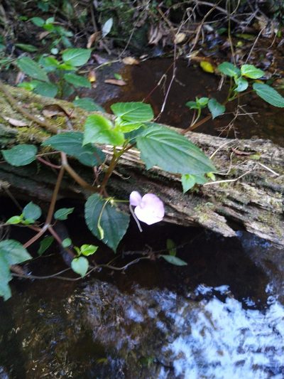 Impatiens cordata, photographed by Navaneeth Sini George