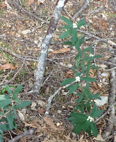 Pimelea drupacea, photographed by corunastylis