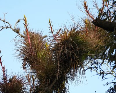 Tillandsia rodrigueziana, photographed by Grete Pasch