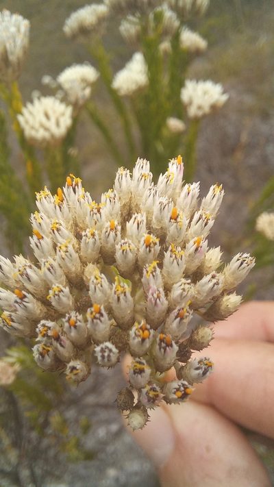 Metalasia erectifolia, photographed by kevin koen