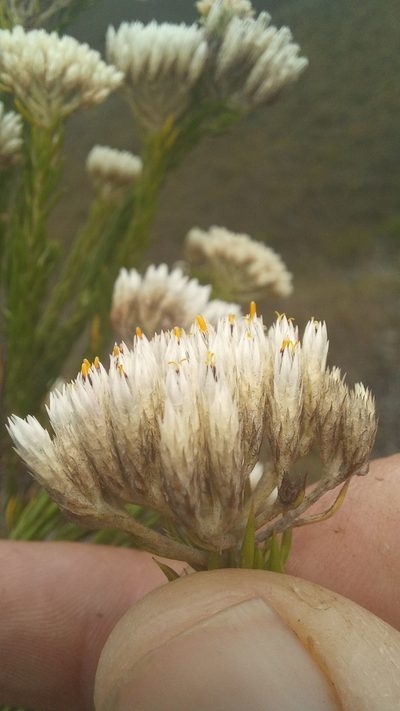 Metalasia erectifolia, photographed by kevin koen