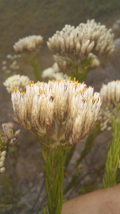 Metalasia erectifolia, photographed by kevin koen