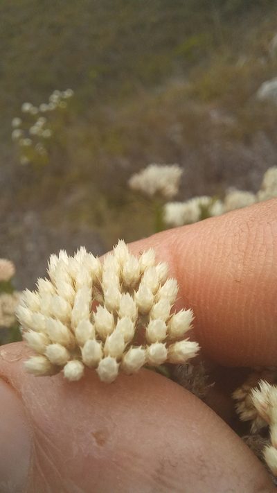 Metalasia erectifolia, photographed by kevin koen