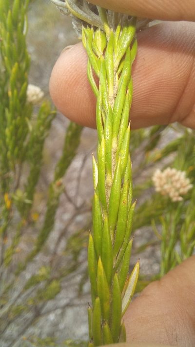 Metalasia erectifolia, photographed by kevin koen