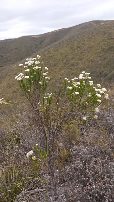 Metalasia erectifolia, photographed by kevin koen