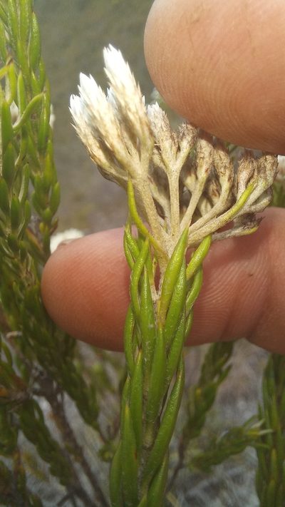 Metalasia erectifolia, photographed by kevin koen