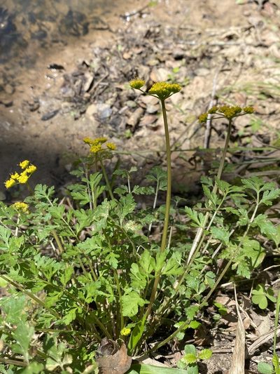 Tauschia texana, photographed by Matt Berger