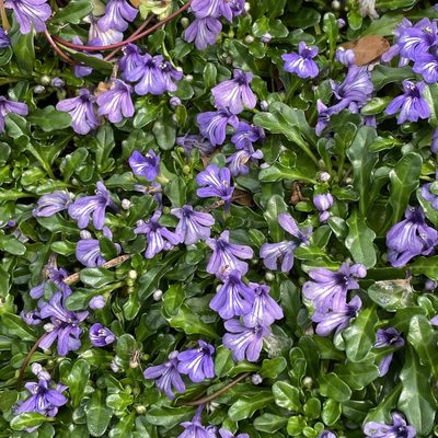 Ajuga pygmaea, photographed by Takaaki Hattori