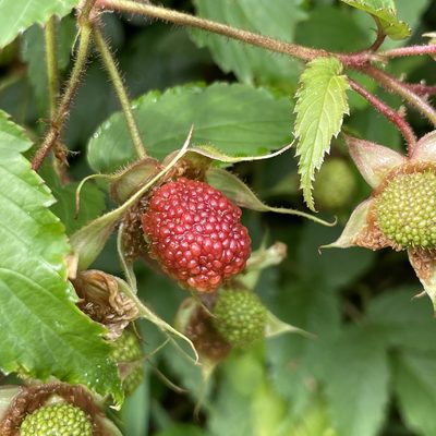 Rubus okinawensis, photographed by Takaaki Hattori