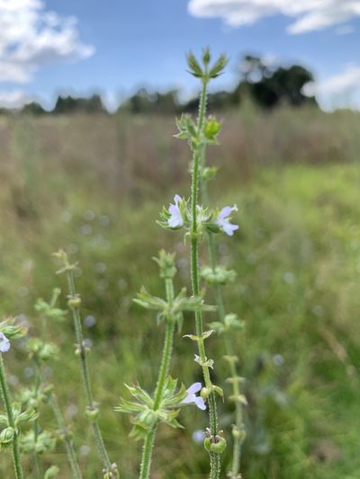 Salvia runcinata, photographed by Ryan Rattray