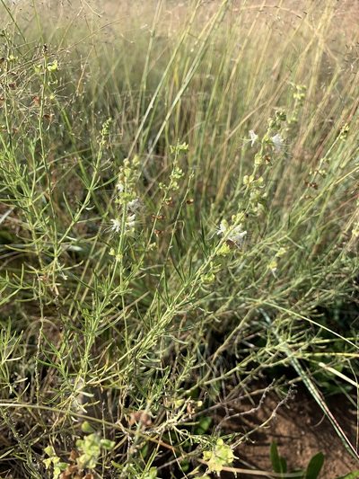 Ocimum angustifolium, photographed by Ryan Rattray