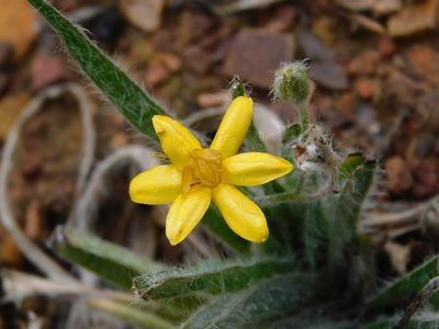 Hypoxis floccosa, photographed by Klaus Wehrlin