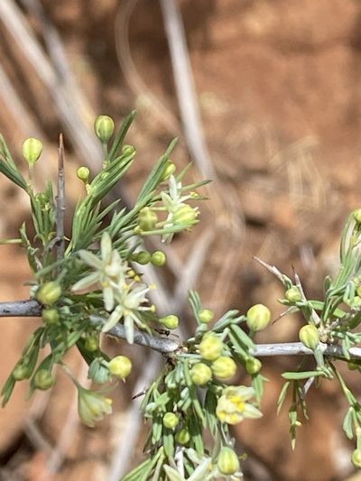 Asparagus spinescens, photographed by Dave U