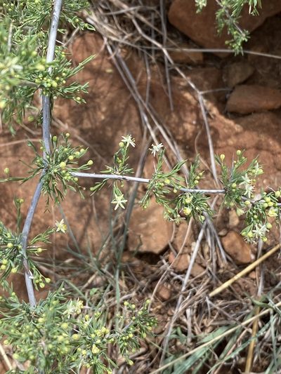 Asparagus spinescens, photographed by Dave U