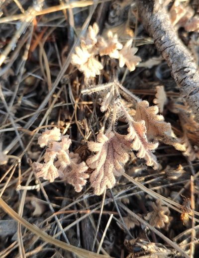 Dracocephalum pinnatum, photographed by Юлия