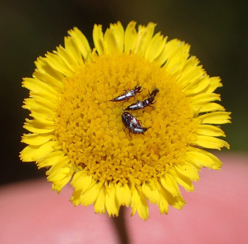 Pulicaria scabra, photographed by Nicola van Berkel