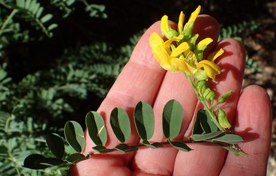 Calpurnia intrusa, photographed by Nicola van Berkel