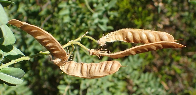 Calpurnia intrusa, photographed by Nicola van Berkel